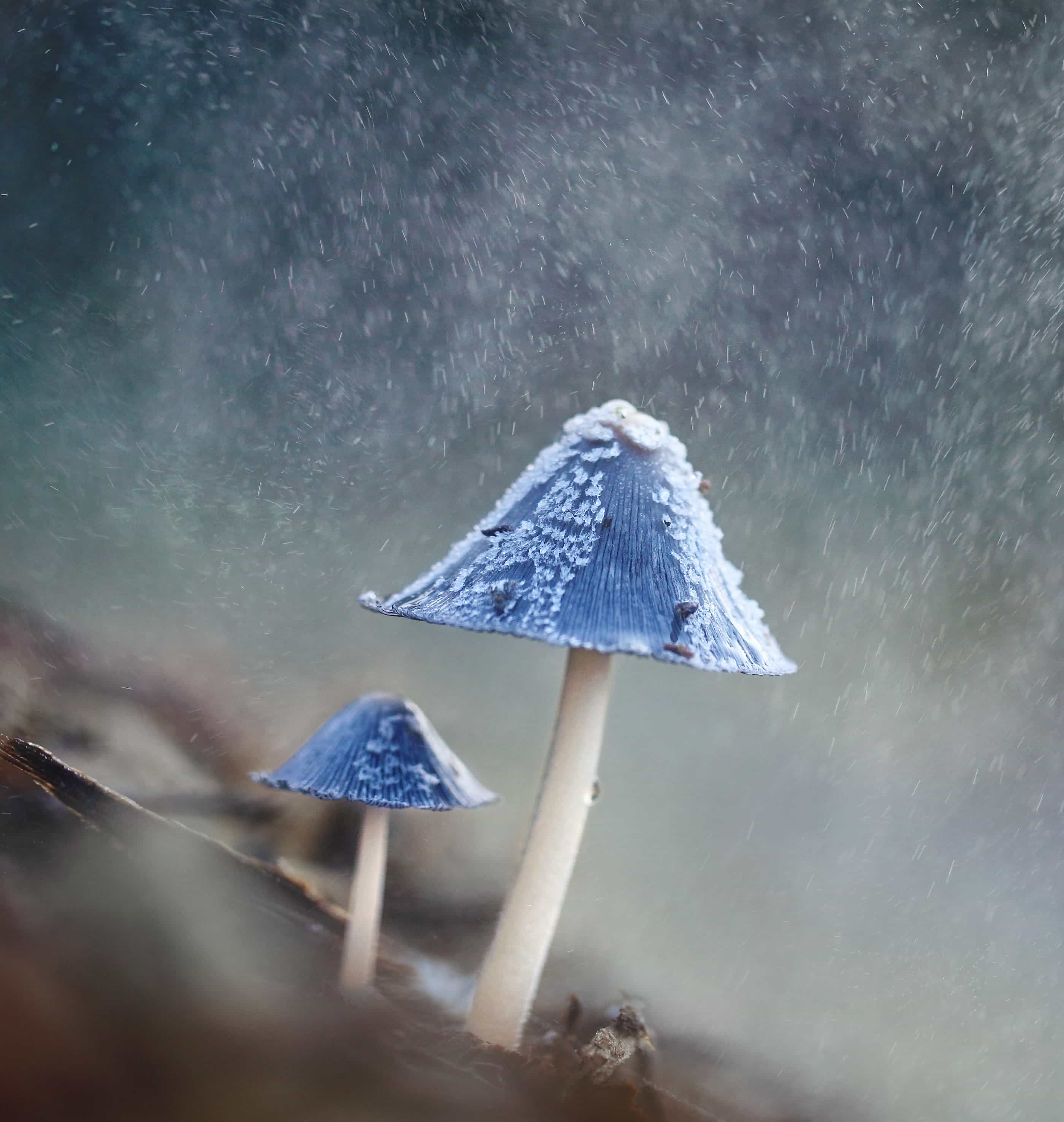 Australasian Nature Photographer of the Year Book 2017 (14th edition) - Image 6